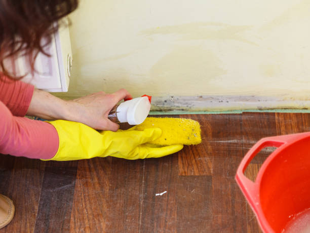 Why You Should Choose Our Mold Remediation Services in Poplar Bluff, MO